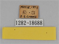 圓翅鉤粉蝶藏品圖，第3張