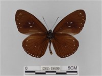 雙標紫斑蝶藏品圖，第2張