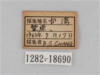 雙標紫斑蝶藏品圖，第3張