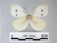 白粉蝶、紋白蝶藏品圖，第2張