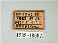 白粉蝶、紋白蝶藏品圖，第3張