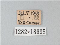 淡青雅波灰蝶藏品圖，第3張