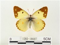 紋黃粉蝶藏品圖，第1張