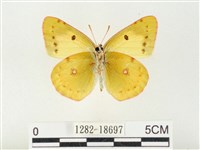 紋黃粉蝶藏品圖，第2張