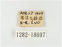 紋黃粉蝶藏品圖，第3張