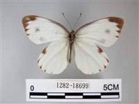 緣點白粉蝶藏品圖，第1張