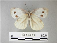 緣點白粉蝶藏品圖，第2張