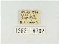 大娜波灰蝶藏品圖，第3張