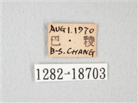 淡青雅波灰蝶藏品圖，第3張