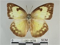 遷粉蝶、淡黃蝶藏品圖，第1張