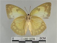 遷粉蝶、淡黃蝶藏品圖，第2張