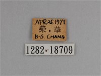 豔粉蝶藏品圖，第3張