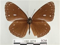 圓翅紫斑蝶藏品圖，第2張