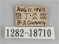 圓翅紫斑蝶藏品圖，第3張