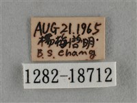 黑星灰蝶藏品圖，第3張
