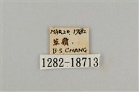 藍灰蝶沖繩亞種藏品圖，第3張