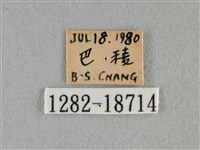 細灰蝶藏品圖，第3張