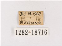 閃灰蝶藏品圖，第3張