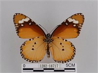 樺斑蝶藏品圖，第2張