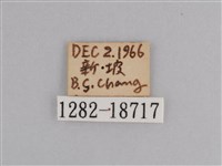 樺斑蝶藏品圖，第3張