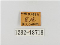 尖翅絨弄蝶藏品圖，第3張
