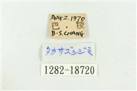 高砂燕灰蝶藏品圖，第3張