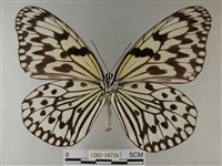 大白斑蝶藏品圖，第2張