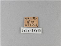 大白斑蝶藏品圖，第3張