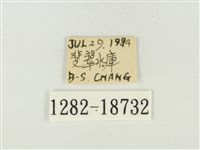 大娜波灰蝶藏品圖，第3張