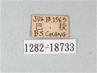 淡青雅波灰蝶藏品圖，第3張