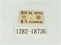 大娜波灰蝶藏品圖，第3張