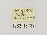 臺灣脈弄蝶藏品圖，第3張