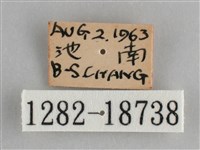 圓翅紫斑蝶藏品圖，第3張
