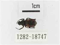 黑虎斑花金龜藏品圖，第1張