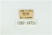 霧社翠灰蝶藏品圖，第3張