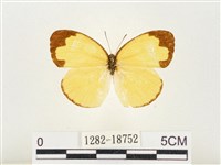 淡色黃蝶藏品圖，第1張