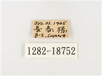 淡色黃蝶藏品圖，第3張