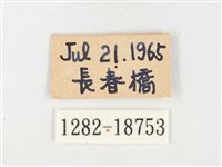 淡色黃蝶藏品圖，第3張