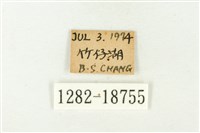 銀紋尾蜆蝶藏品圖，第3張