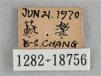 散紋盛蛺蝶藏品圖，第3張