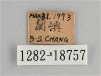 斐豹蛺蝶藏品圖，第3張