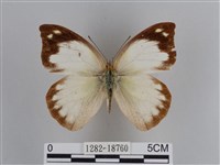 雲紋尖粉蝶藏品圖，第1張