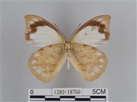 雲紋尖粉蝶藏品圖，第2張