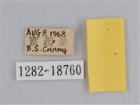 雲紋尖粉蝶藏品圖，第3張