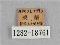 散紋盛蛺蝶藏品圖，第3張