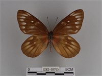 豔粉蝶藏品圖，第1張