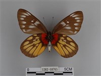 豔粉蝶藏品圖，第2張