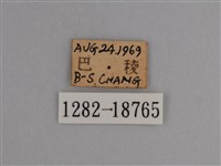 豔粉蝶藏品圖，第3張