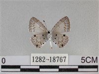 黑星灰蝶藏品圖，第2張