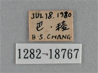 黑星灰蝶藏品圖，第3張